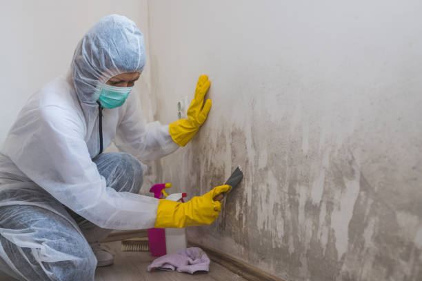 Attic Mold Removal in East Atlantic Beach, NY